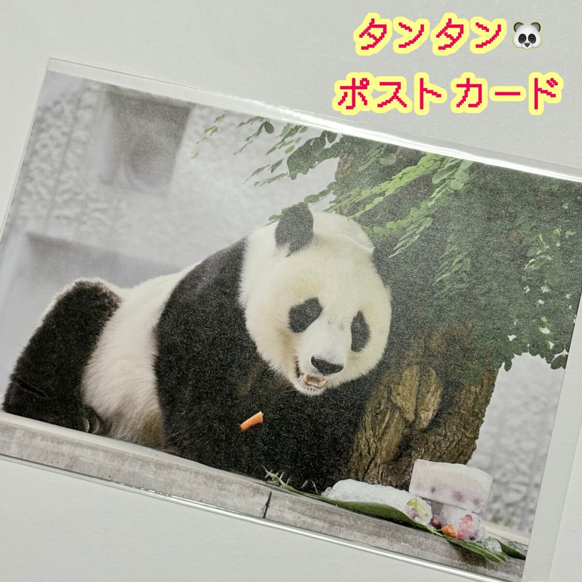 【タンタン】王子動物園公式ポストカード 1/旦旦 ジャイアントパンダ ハガキ シャンシャン 送料無料拍卖
