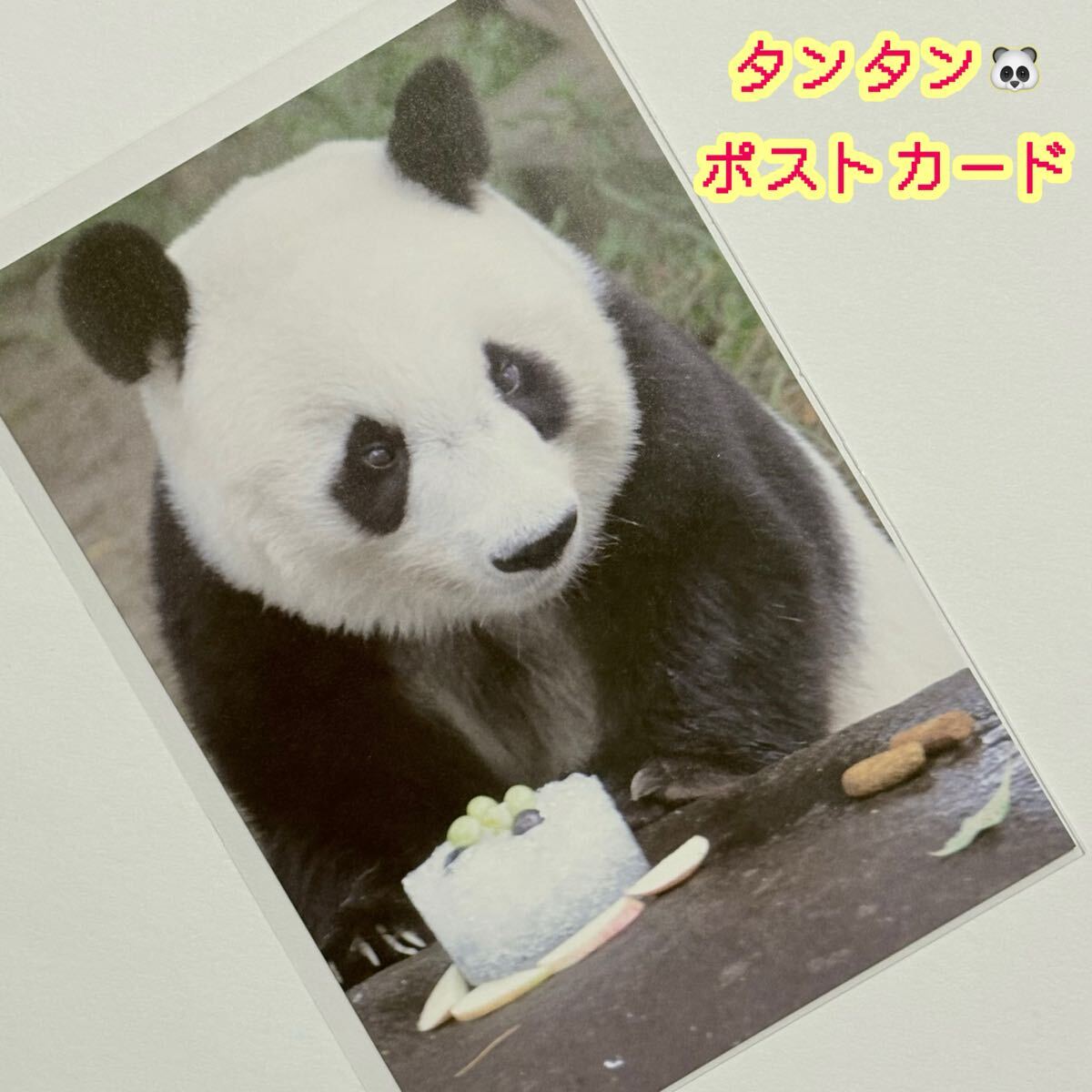 【タンタン】王子動物園公式ポストカード 2/旦旦 ジャイアントパンダ ハガキ シャンシャン 送料無料拍卖