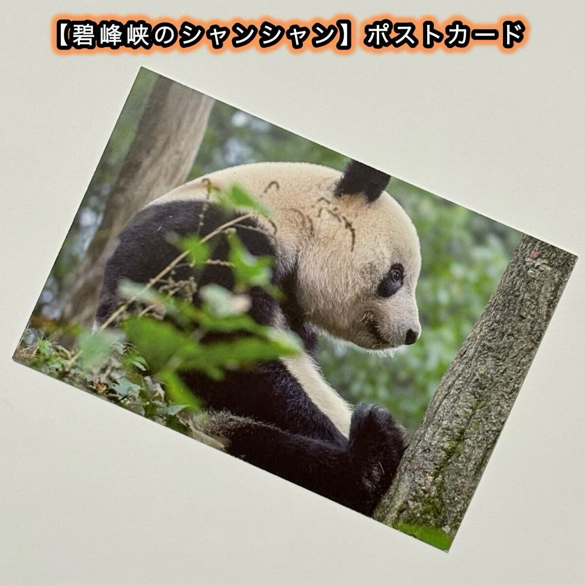 【碧峰峡のシャンシャン】ポストカード 7歳誕生日 数量限定 販売終了/ジャイアントパンダ 香香 中国雅安碧峰峡基地 7歳誕生日記念 ②拍卖
