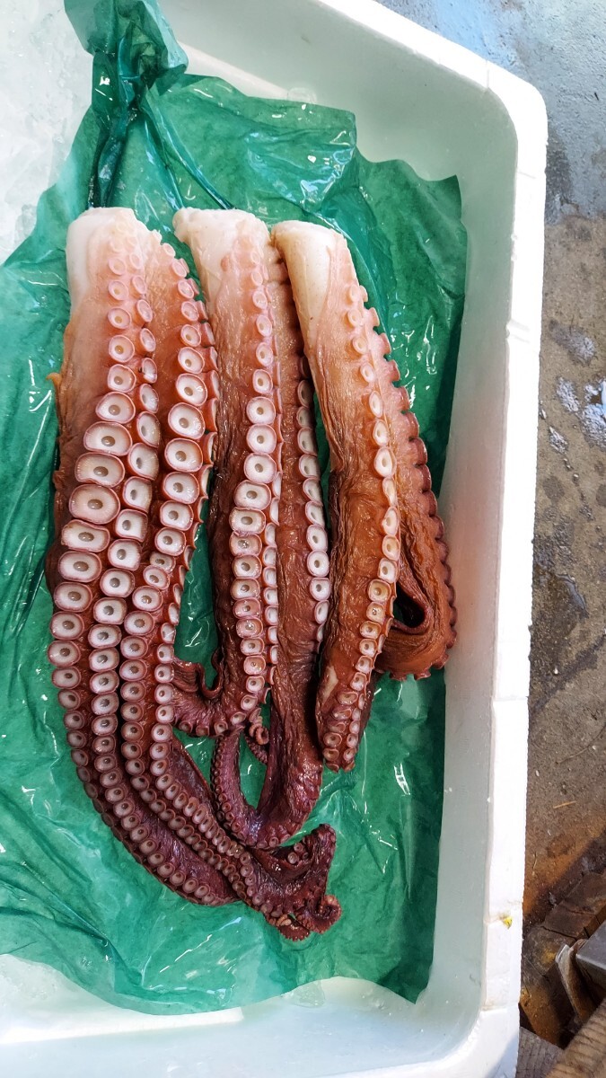 マダコ足40cm250g1本898円即決拍卖