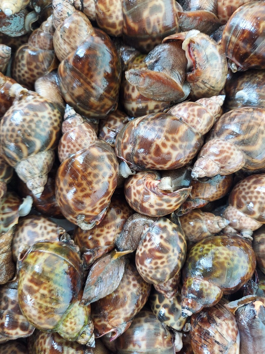 黒バイ貝17~18入り500gセット798円即決拍卖