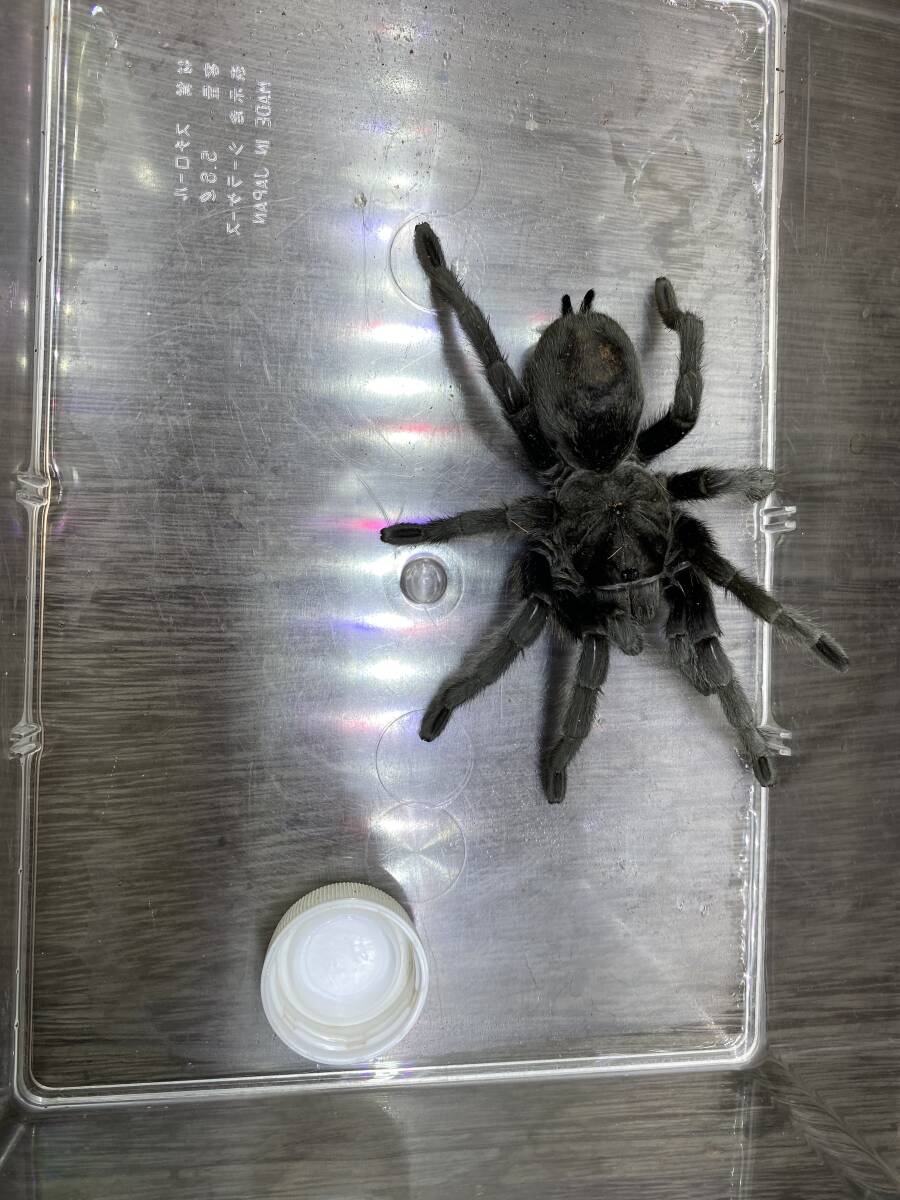 ブラジリアンブラックタランチュラ Grammostola pulchra拍卖