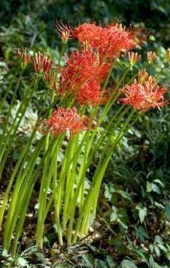 彼岸花 ヒガンバナ 球根15個拍卖