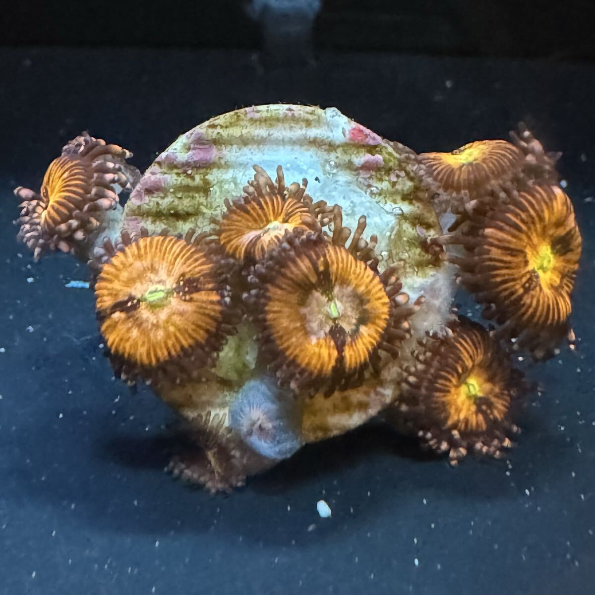 ③ サクラサンライズ マメスナ サンゴ ポリプ マメスナ サンゴ 約2cmプラグ フラグ拍卖