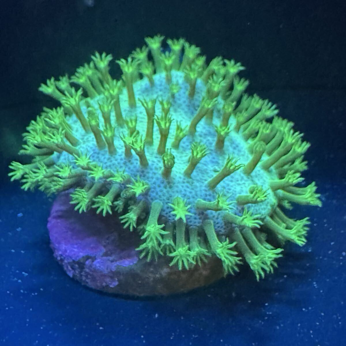④ ウミキノコ メタリックグリーン ベースグリーン ポリプグリーン ポリプ長め サンゴ 約2.8から約3cm プラグ フラグ 最大3.5cm 脚短拍卖