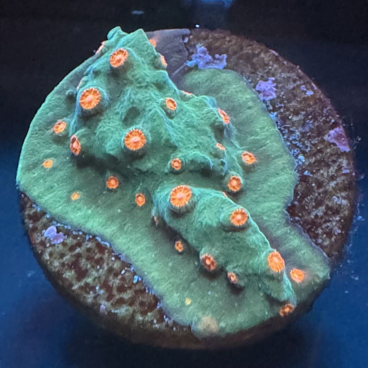 ② ジングルベル フカトゲキクメイシ サンゴ プラグ 約2.8cm のプラグ フラグ拍卖