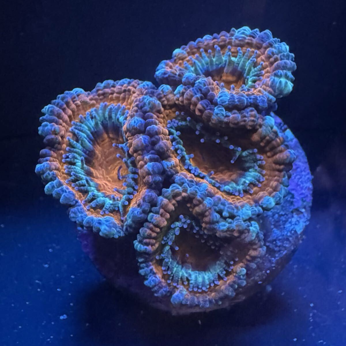 R ① オーストラリア産 カクオオトゲキクメイシ サンゴ カクオオトゲ プラグ 約2.8cm のプラグ フラグ拍卖