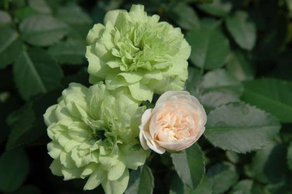 ★ミニバラ★グリーンアイス★色変わり品種★拍卖