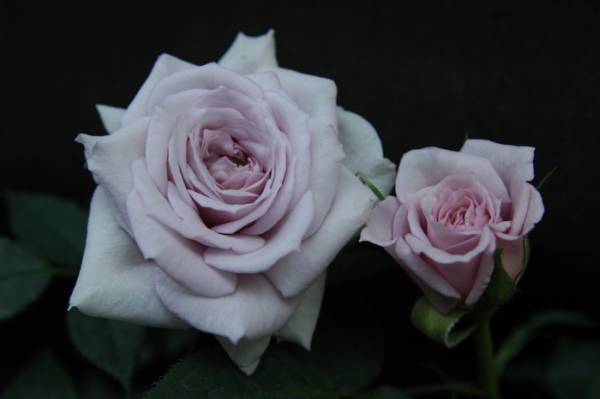 ★ミニバラ★ウインターマジック★強香★青系★★愛安ローズ様拍卖