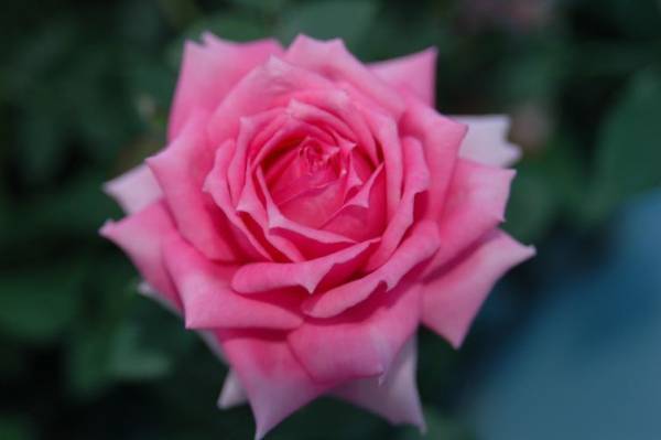 ★ミニバラ★オーバーナイトセンセーション★強香★大輪系★拍卖