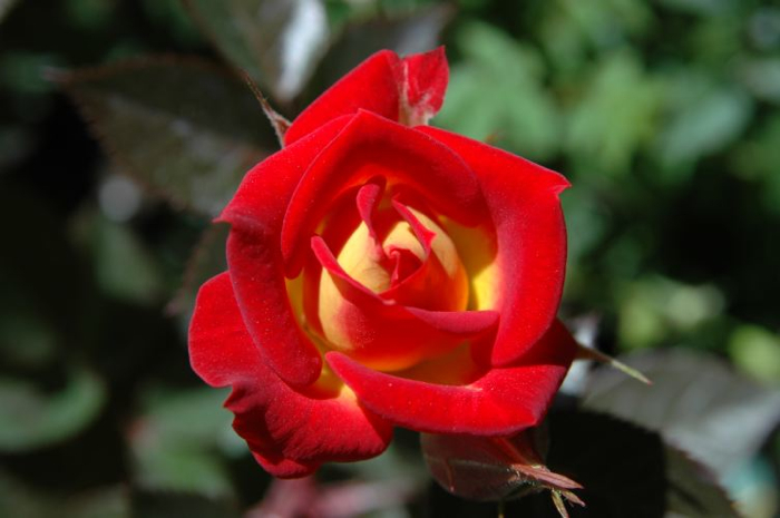 ★ミニバラ★トロピカルサンセット★覆輪★新入荷★拍卖