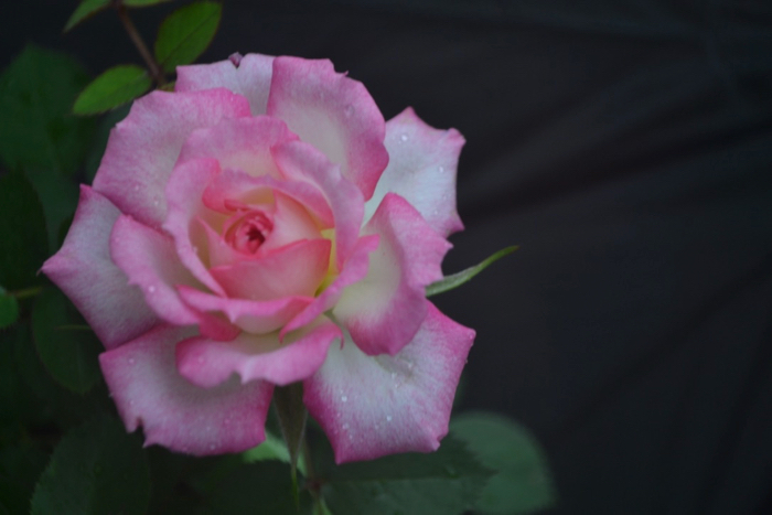 ★ミニバラ★ミロワール(覆輪)★新品種★4寸★新入荷拍卖