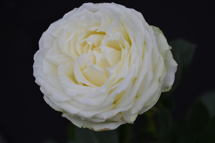 ★ミニバラ★インフィニティーローズ★新入荷★香り★4寸★拍卖