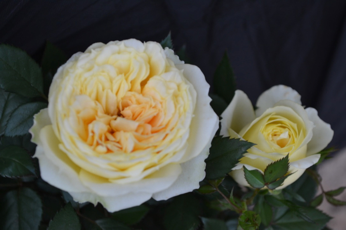 ★ミニバラ★ムーンライトコルダナ★香り★大輪系★新品種★拍卖