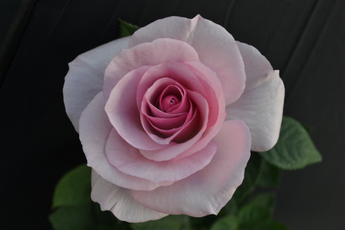 ★ミニバラ★ウイッシュアイ★青系★大輪★香り★愛安ローズ様★拍卖