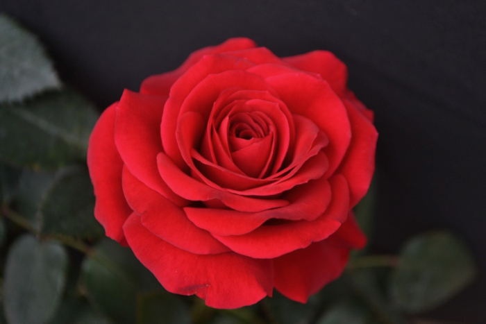 ★ミニバラ★マルティ フォーエバー★新品種★香り★大輪系★4寸拍卖