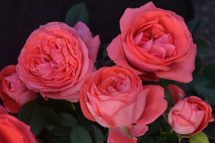 ★ミニバラ★ピンクラブリーモアー★新品種★香り★拍卖