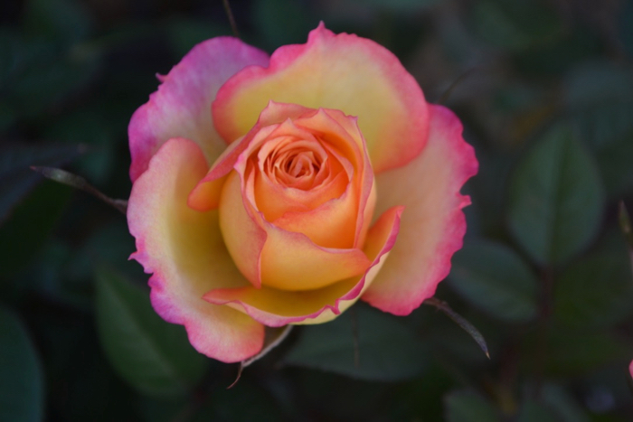 ★ミニバラ★エアーブラッシュ(コルダナ)★覆輪★新品種★愛安ローズ様★拍卖