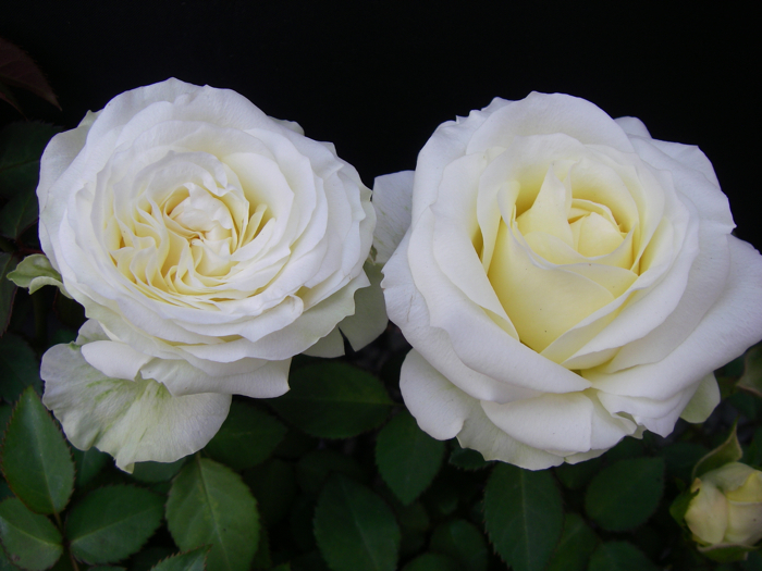 ★ミニバラ★パールコルダナ★香り★大輪系★拍卖