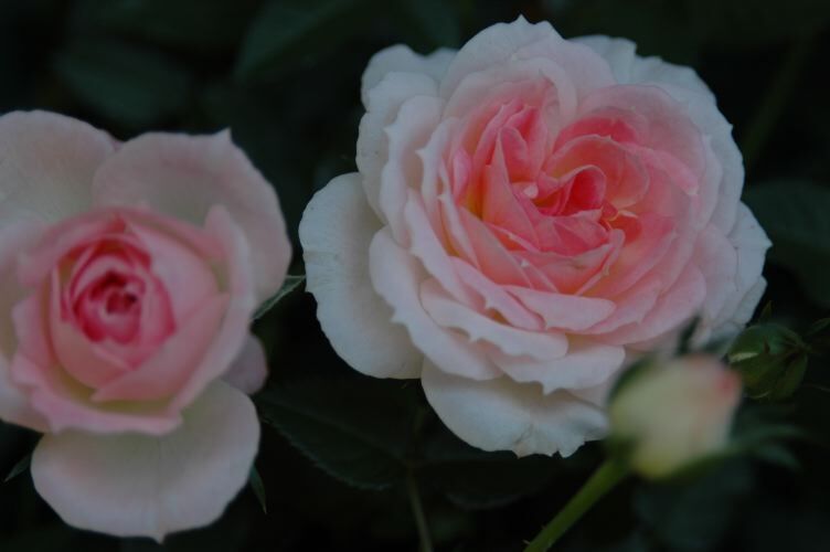 ★ミニバラ★チュチュ(オプティマ)★4寸★新入荷★桃の香り★小さいピエール★拍卖