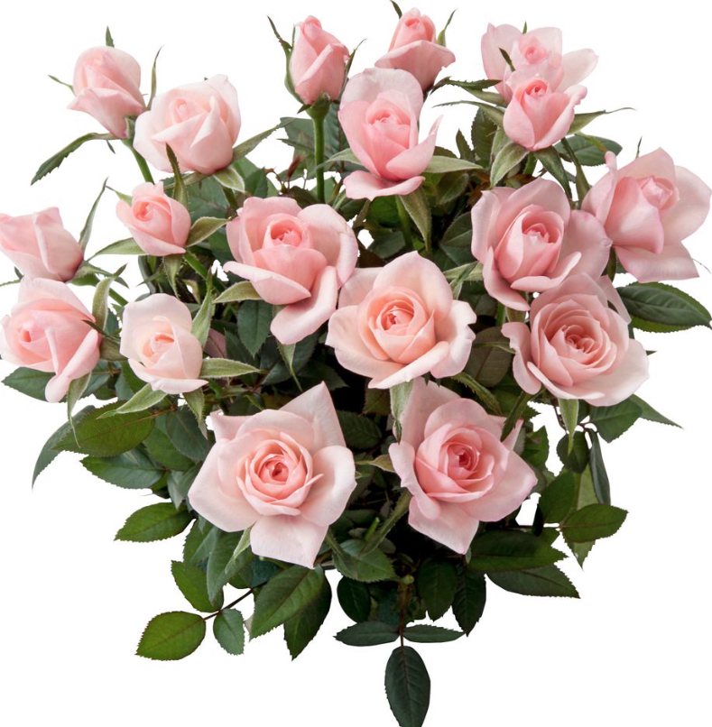 ★ミニバラ★CreamPink RosAroma(コルダナ社)★香り品種★新品種★ 拍卖