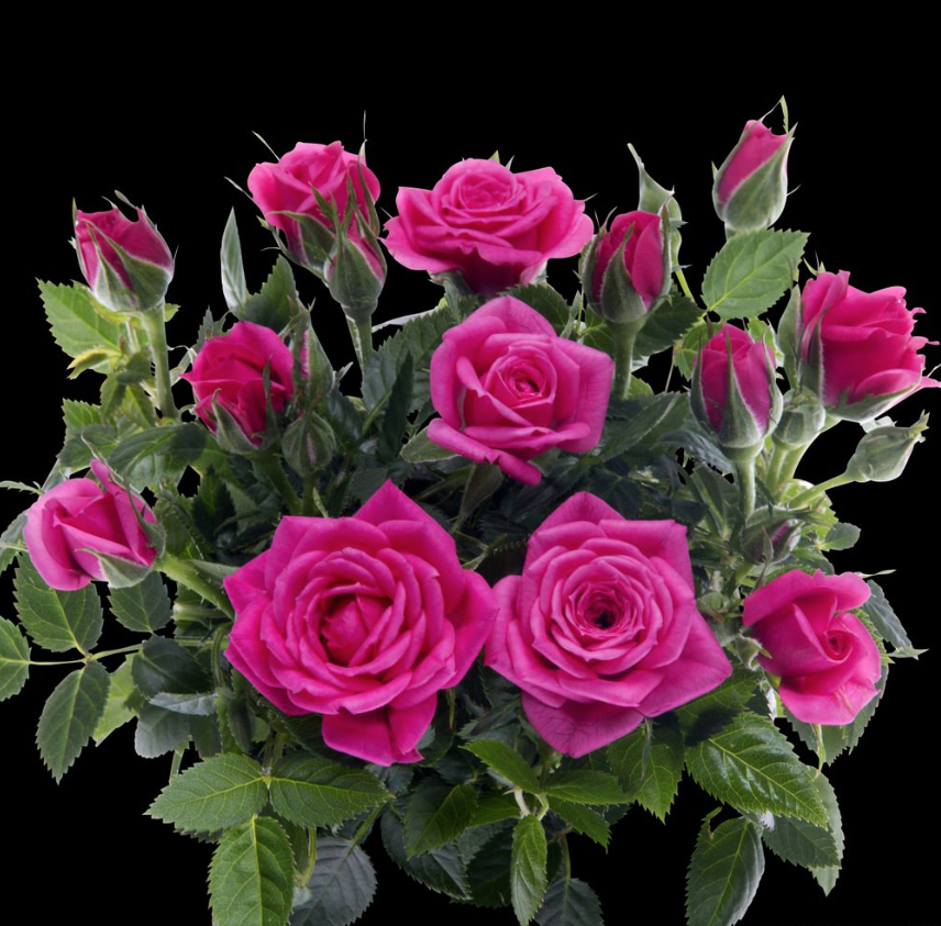 ★ミニバラ★ネオンコルダナ★新品種★3,5寸ロング★拍卖