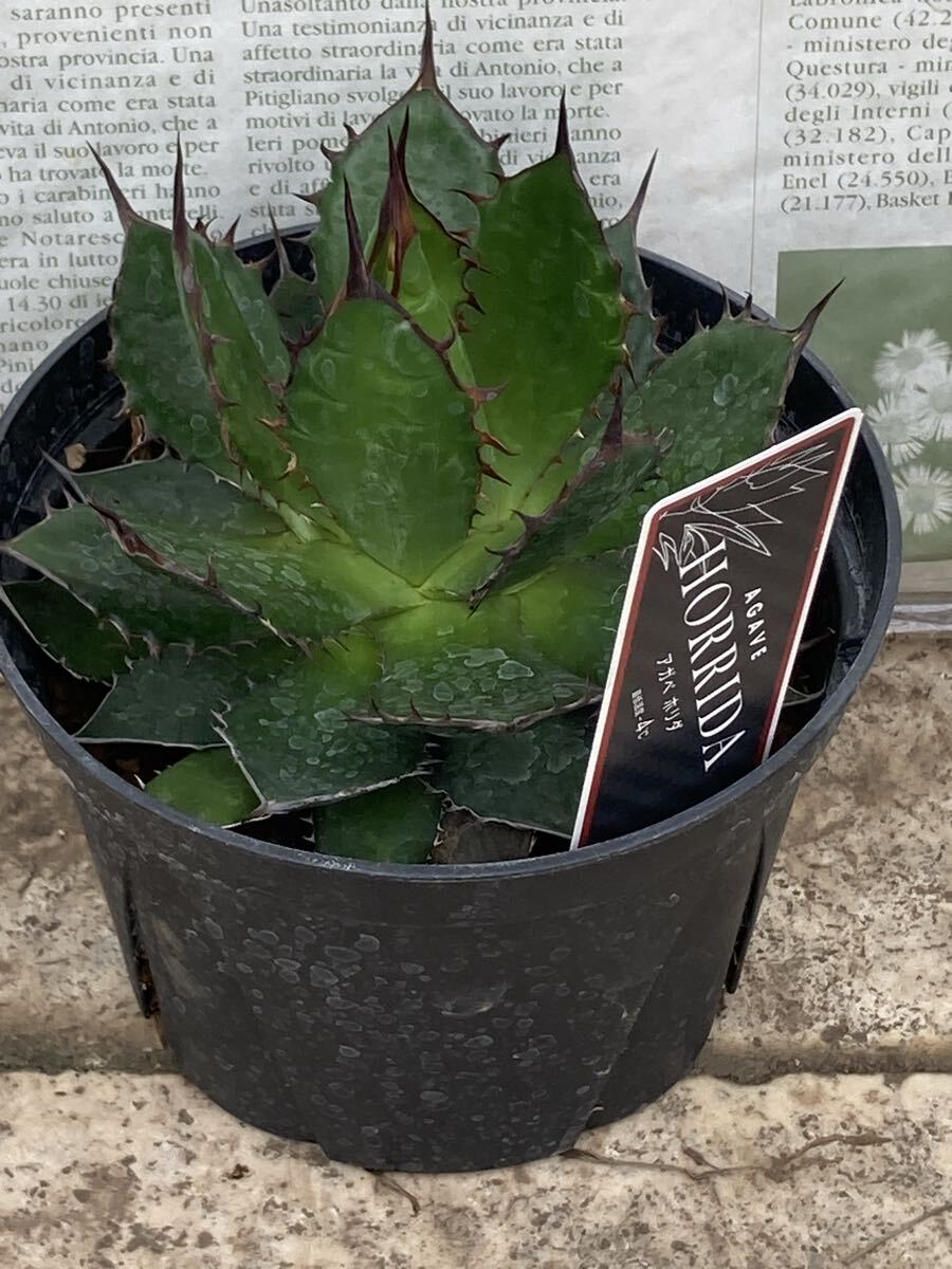 ★アガベ★アガベア ホリダ★5寸★新入荷 ★sale拍卖