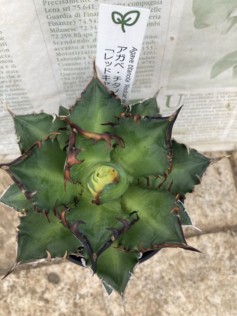 ★アガベ★アガベ チタノタ レッドキャットウイーズル★3,5 寸ロング拍卖