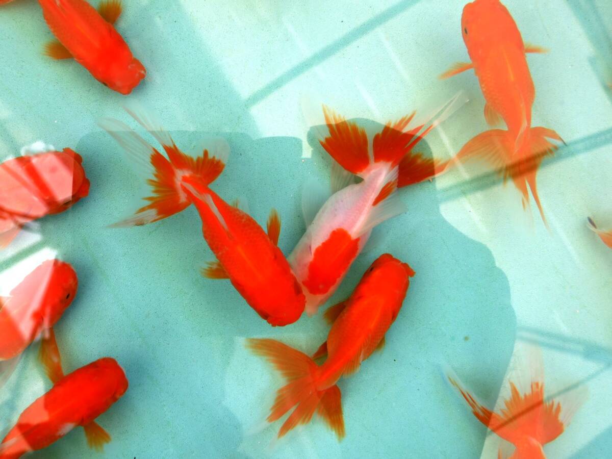 ■飯田産オランダ獅子頭 5匹約9cm■5G-5拍卖