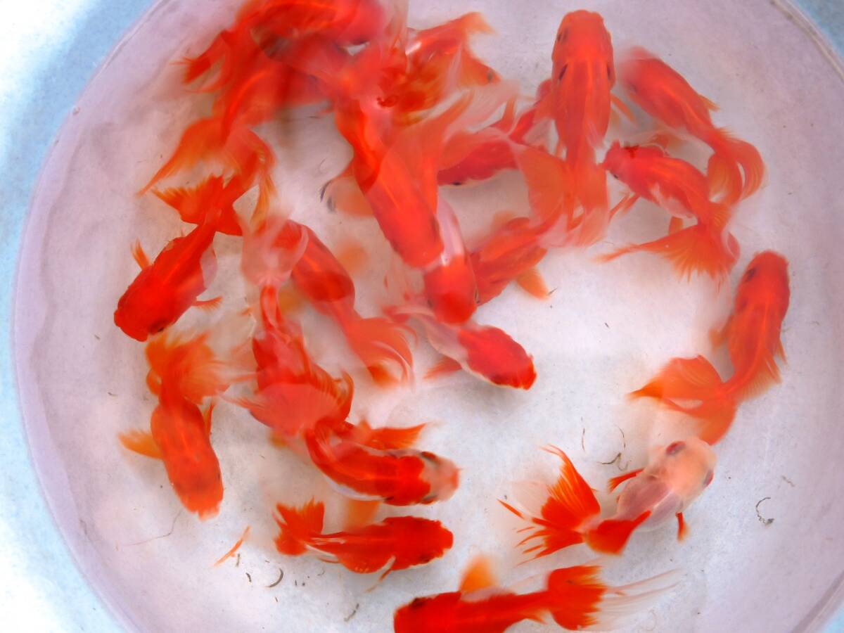■飯田産オランダ獅子頭 10匹約9cm■11R-10拍卖