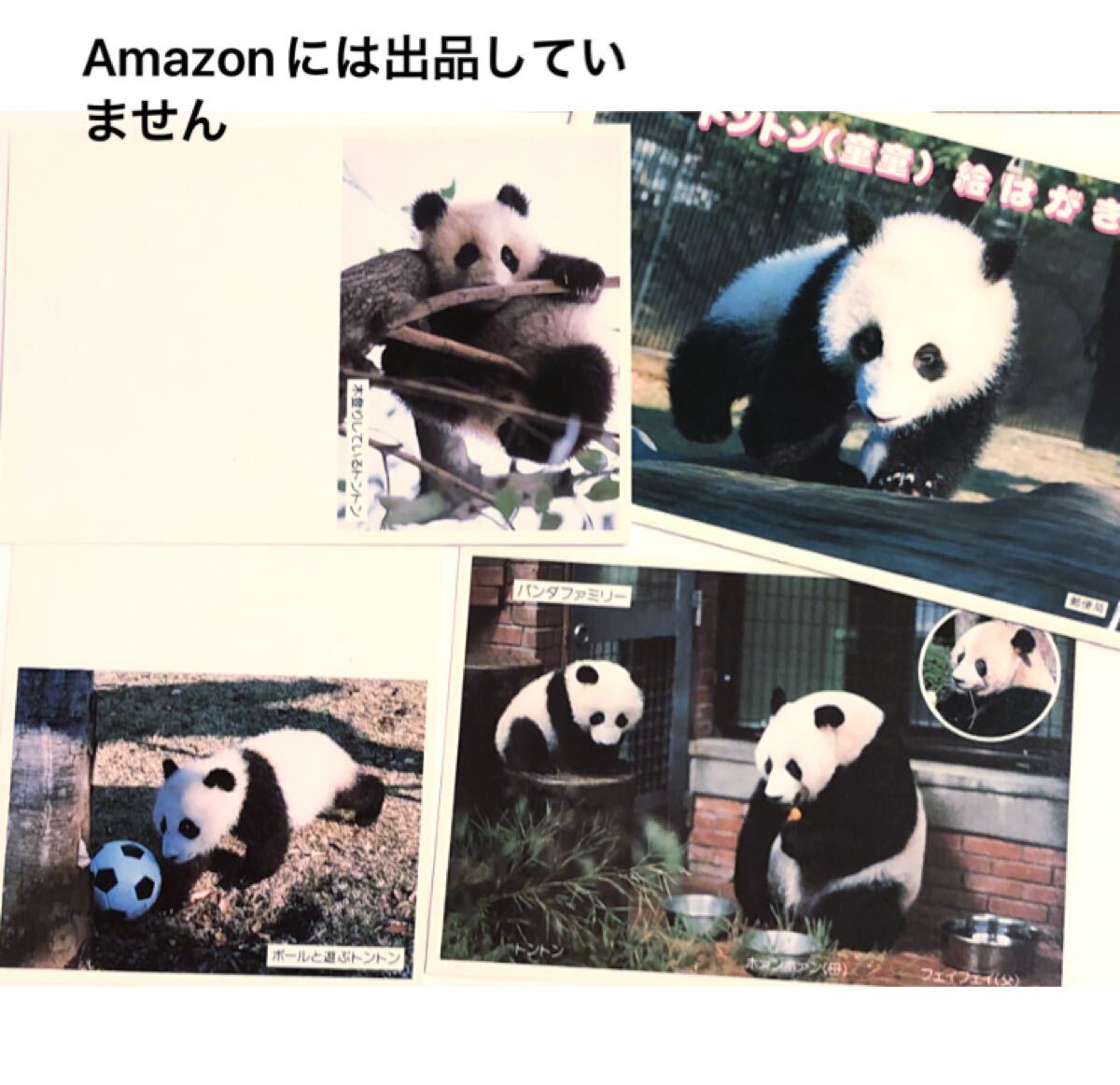 ケース付き 上野動物園 童童 トントン絵はがき3枚 フェイフェイ ホアンホアン 年代物 ポストカード拍卖