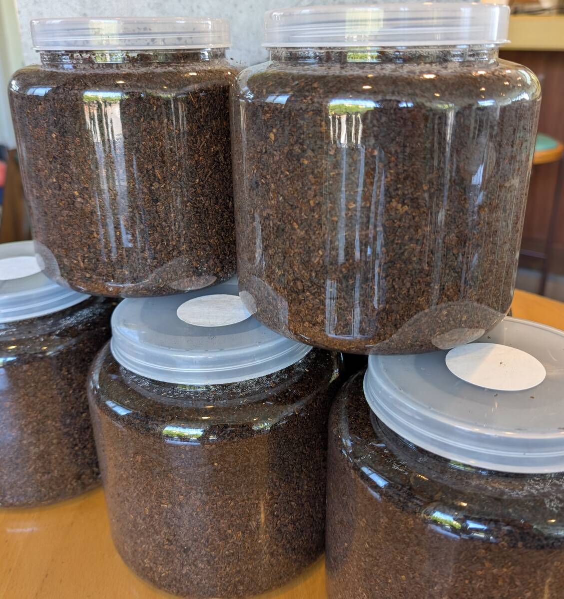 ヘラクレスオオカブト 2令幼虫 9頭セット 雌雄判別なし DHヘラクレス ガルシア血統 親サイズ♂155mm×♀75mm 2300クリアボトル入り拍卖