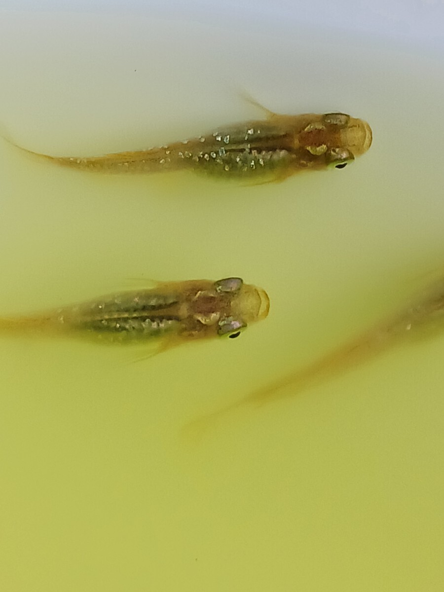 鳳凰ラメめだか 半ダルマ 13匹拍卖