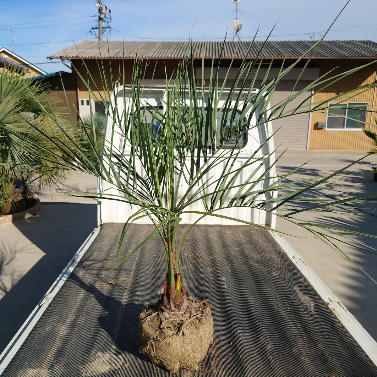 ◆ココスヤシ《H=約1.1m》◆ ロックガーデン ドライガーデン ガーデニング 197拍卖