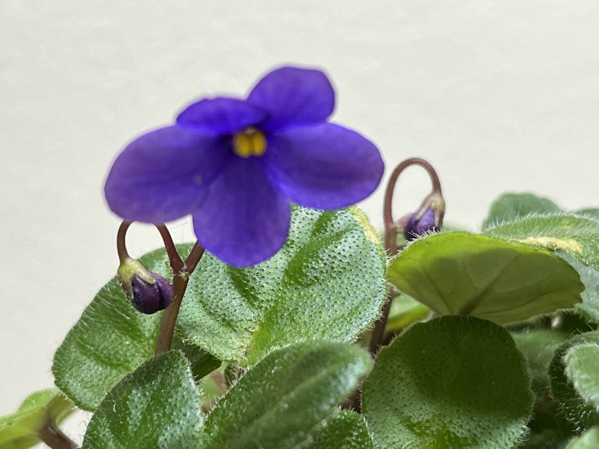 セントポーリア/   ピクシーブルーTR 苗拍卖