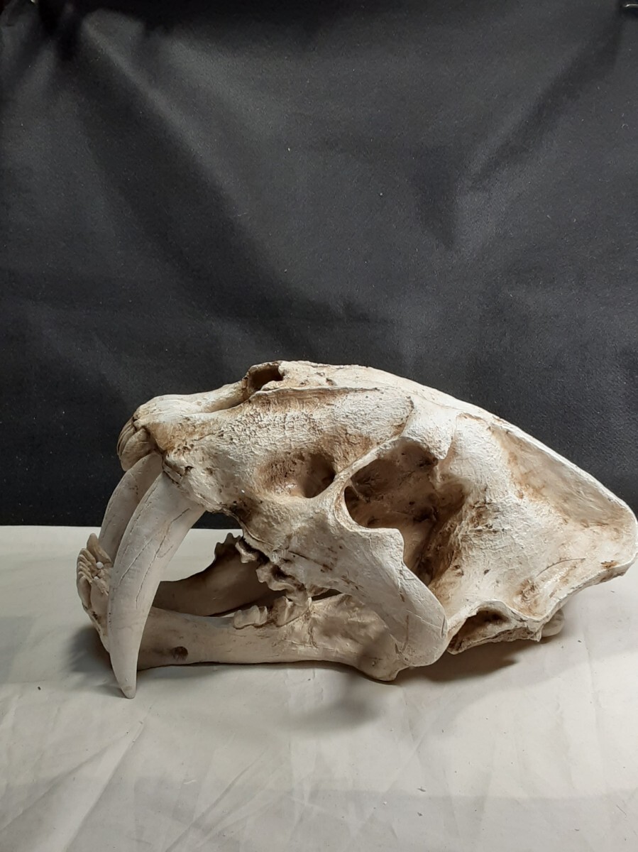 サーベルタイガー 等身大頭骨標本模型 頭蓋骨 スミロドン 剣歯虎 希少品拍卖