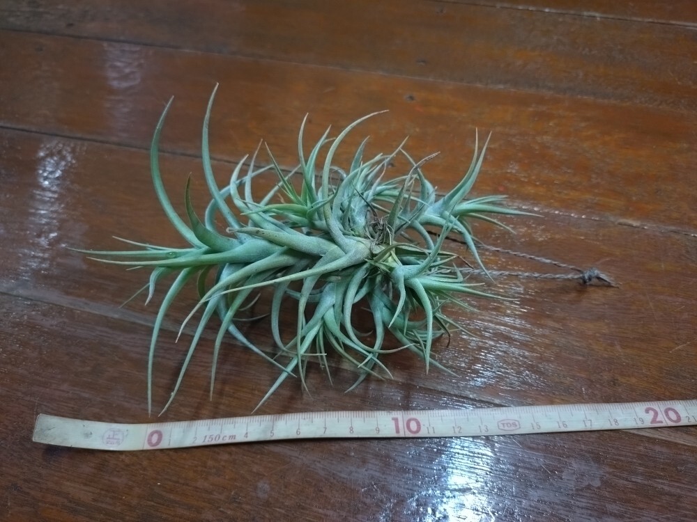 ティランジア☆ベルゲリ クランプ 耐寒種☆エアプランツ・チランジア拍卖