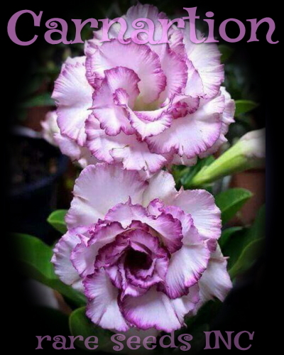 激レア■豪華ラベンダーフリル! アデニウム Carnation 種子 5粒 γ **ц** ②拍卖