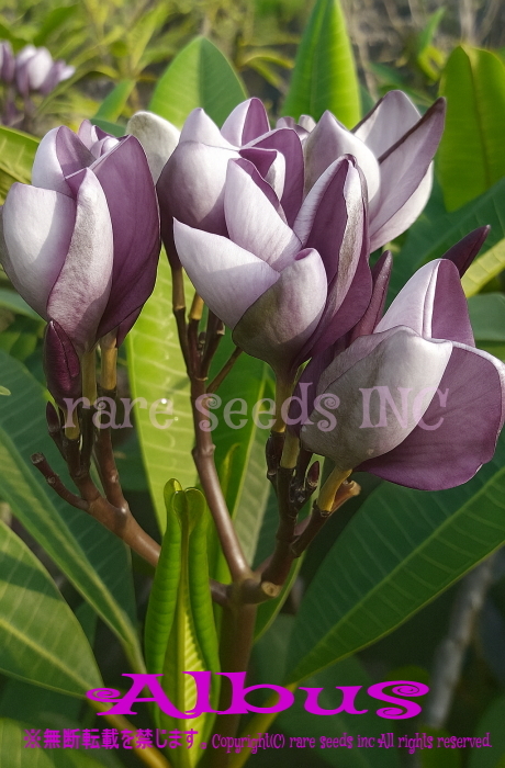 激レア■神秘と気品の銀紫!プルメリア Albus 種子 5粒 γ **ц** ⑥拍卖