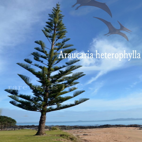 ■ジュラシック古代樹 !ノーフォークマツ 新鮮種子 5粒 Araucaria heterophylla ⑮ ш **ц**拍卖