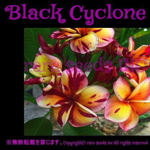 激レア■妖艶なる奇跡! プルメリア Black Cyclone 種子 5粒 γ **ц** ⑥拍卖
