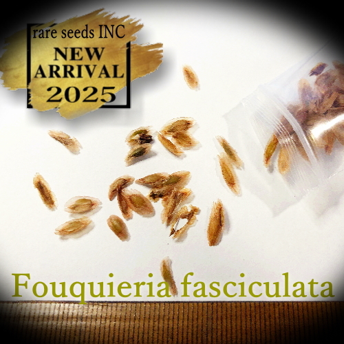 ■新入荷!■フォークイエリア ファシクラータ 種子5粒 Fouquieria fasciculata θ **ц** ⑤拍卖