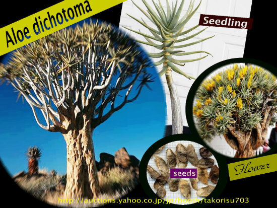■世界最大!ナミビア砂漠の巨人■ アロエ ディコトマ種子20粒 Aloidendron dichotomum θ **ц** ⑤拍卖