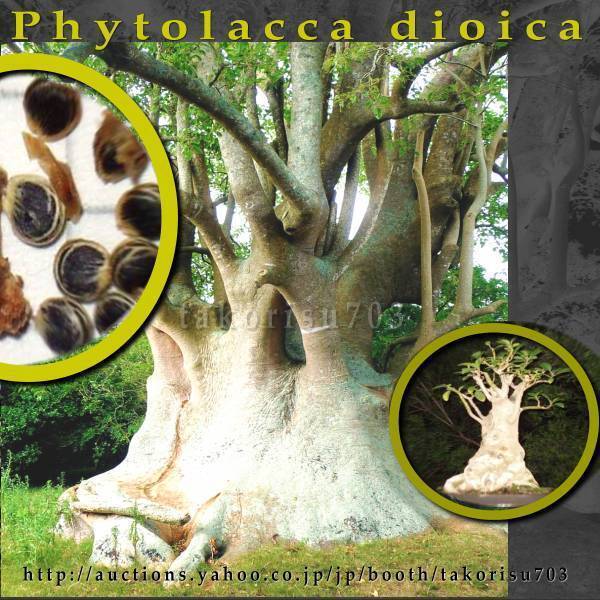 激レア!【奇妙な塊根樹木】オンブ 新種子10粒!Phytolacca dioica ombu 種 健康 盆栽  θ ш **ц** ⑮ 拍卖