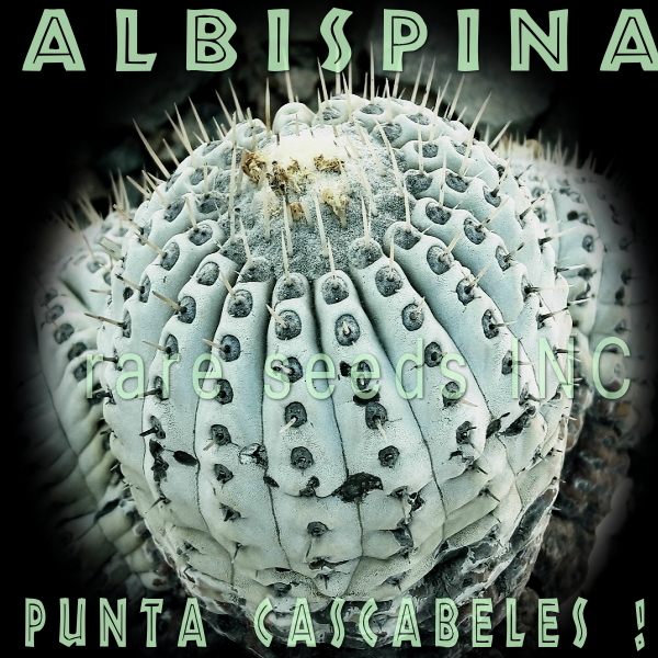 ■新着激レア!白刺黒王丸 ”プンタカスカベレス” 種子5粒 COPIAPOA CINEREA v. Albispina JN2527 +説明書  θ **ц** п ④拍卖
