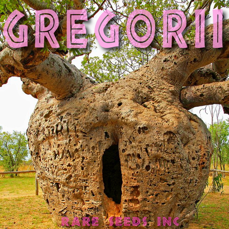 本物!新入荷■オーストラリア超寸胴極太バオバブ グレゴリー 種子 5粒 Adansonia gregorii 盆栽 θ **ц** ⑮拍卖