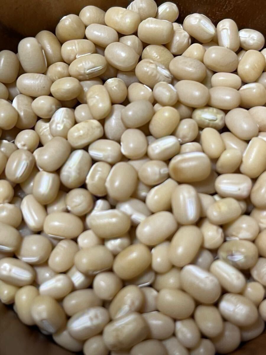 育てるのが難しい 白小豆の種 50粒♪拍卖
