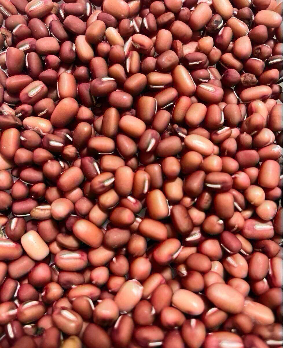 実が沢山付く 小豆の種 50粒♪♪拍卖
