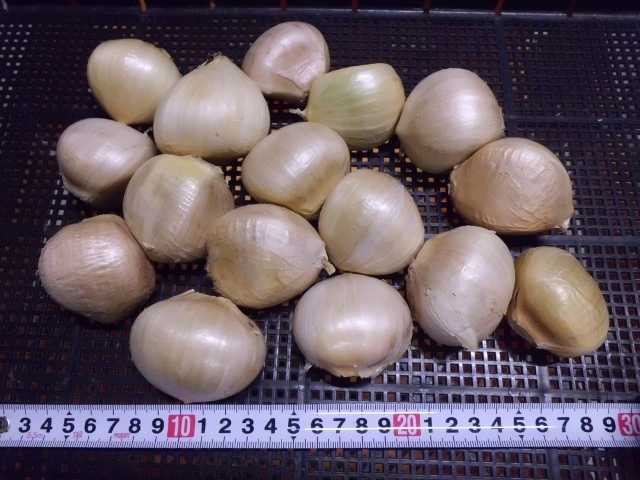 ジャンボニンニク 厳選 特大 1㎏ 美品 無臭 無農薬栽培 食用・種用 送料込み拍卖