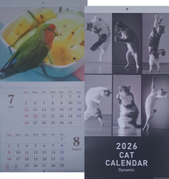 【送料無料 すぐに発送 2冊 大判 大きい おしゃれな カレンダー 「猫 &小鳥,鳥」:B3:60x30㎝】★2026年:モダン フォト カレンダー 暦拍卖